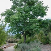 Kentucky Coffeetree